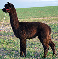 Alpacaspecialist Merlin
