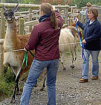 Marianne och Billie med var sitt lamasto